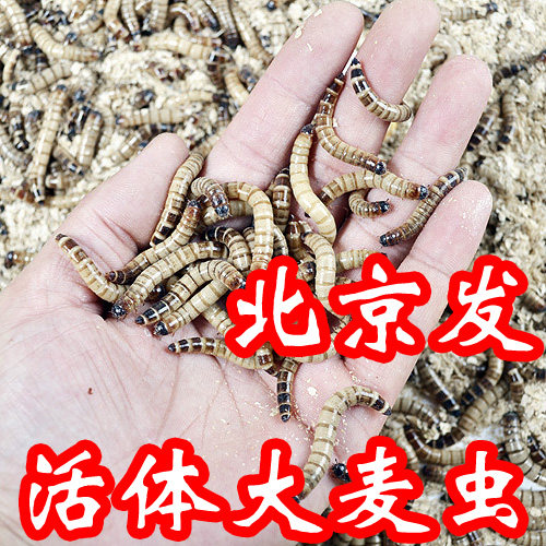 大麦虫活体大面包虫活虫龙鱼增色活体饲料蜥蜴蜘蛛乌龟开口鸟饲料图片