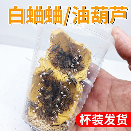 杯装白蟋蟀黑蟋蟀针头蟋蟀活体蛐蛐油葫芦龙鱼角蛙守宫蜥蜴鸟食