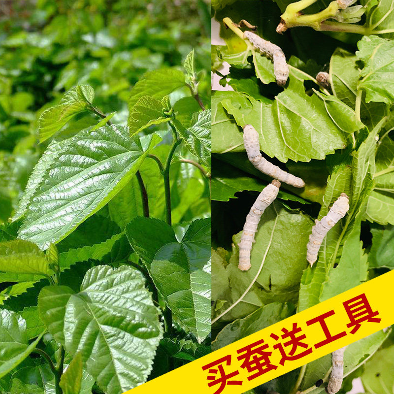 新鲜桑叶现摘北京蚕宝宝饲料学生图片