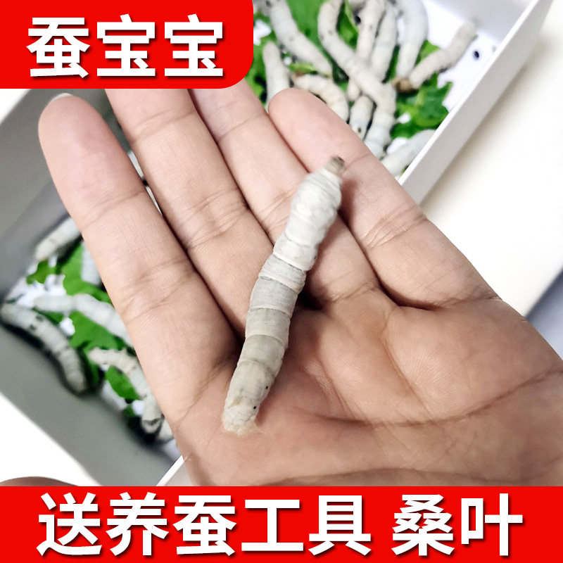 新鲜桑叶活体蚕宝宝一二三龄健康蚕宝宝桑蚕小蚕春蚕北京发货包活图片