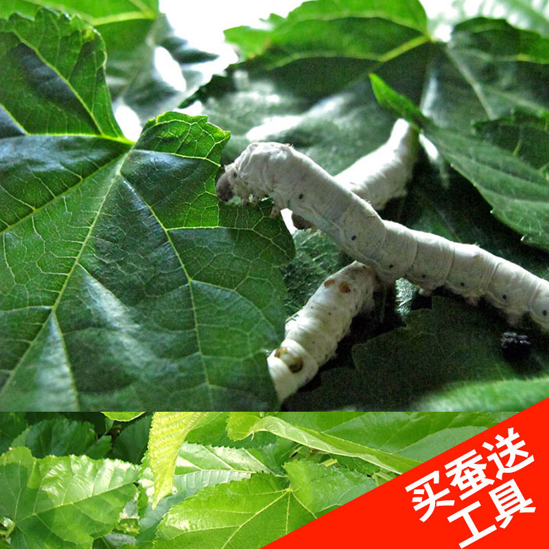 新鲜桑叶现摘北京蚕宝宝饲料学生图片