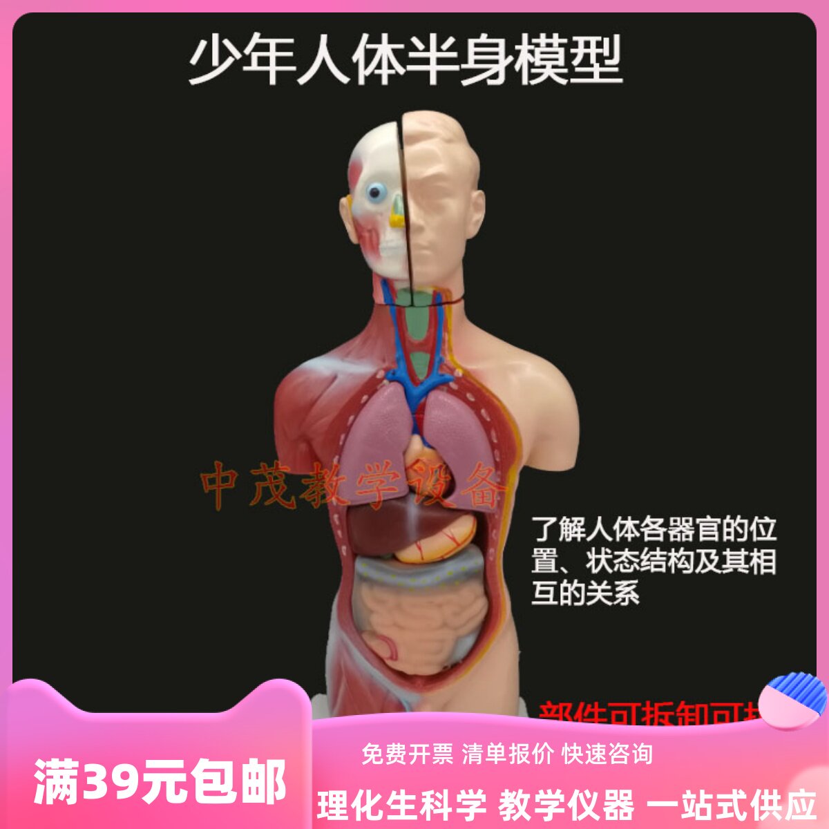 少年男性人体半身模型内脏器官系统结构可拆可拼生物解剖专业教具