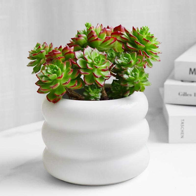 火焰蒂亚阳台室内外肉肉植物盆栽