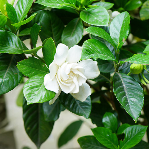 栀子花盆栽植物阳台四季