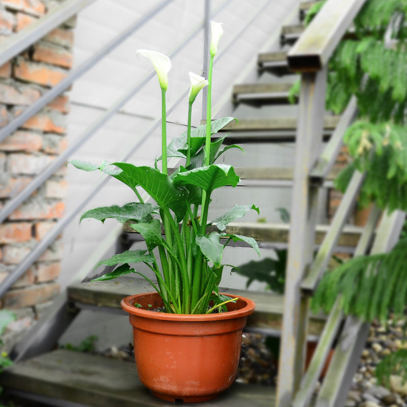 白色马蹄莲盆栽阳台庭院花卉植物精品好评如潮超值推荐金叶子花卉