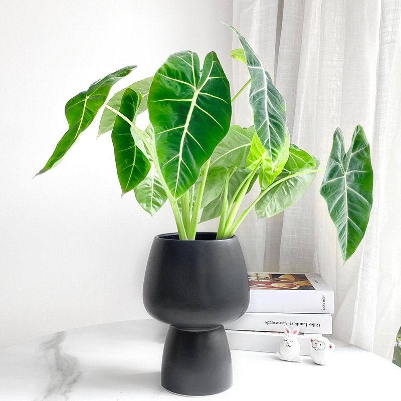 绿天鹅绒海芋室内外易养活