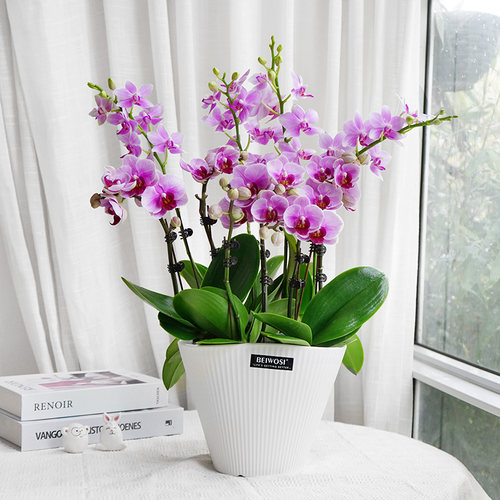 绿植盆栽桌面居家同城蝴蝶兰