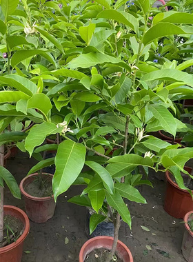 金叶子白兰花黄桷兰角葛树盆栽庭院阳台室外花卉黄果兰浓香带花苞