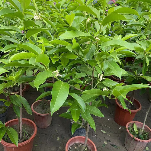 黄桷兰盆栽芳香花卉50包送