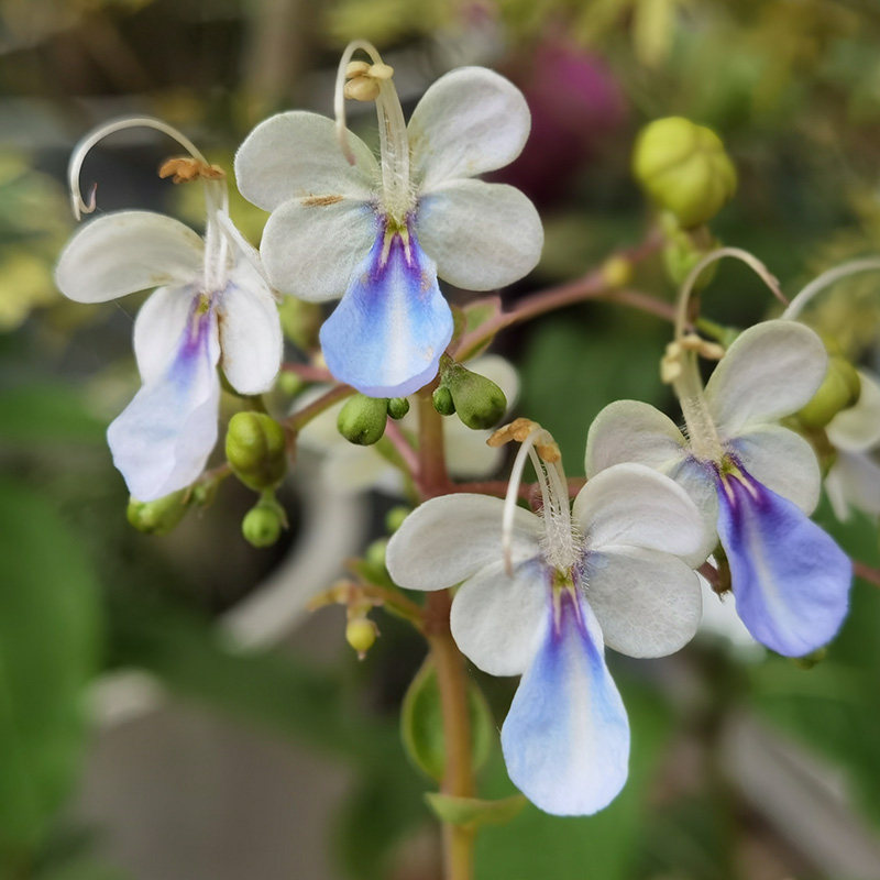 金叶子蓝蝴蝶花盆栽带花苞花卉阳台庭院多年生四季花耐热常绿植物