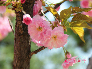 樱花室外阳台植物大盆栽庭院花园绿植花卉春天时令开花植物