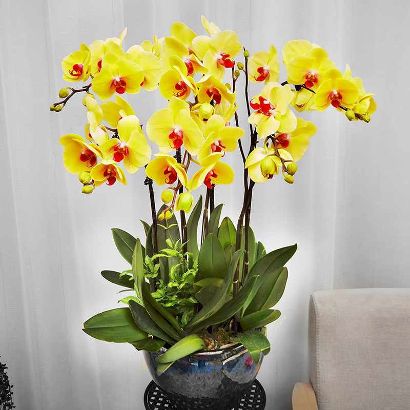 黄色花卉居家常绿盆景同城蝴蝶兰