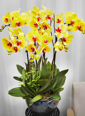 成都金叶子蝴蝶兰黄色高档礼品鲜真年宵花卉室内办公植物开业盆栽