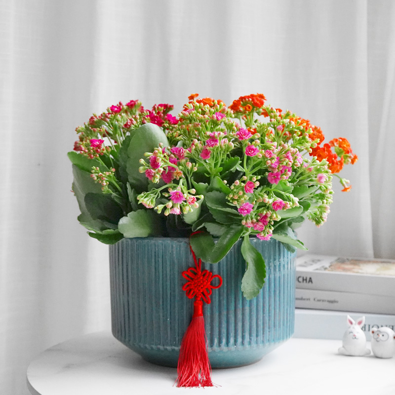 长寿花重瓣带花多色四季好养易活