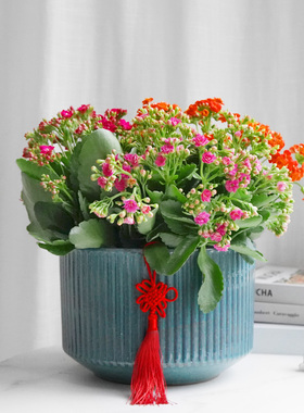 金叶子长寿花盆栽重瓣金狐狸大花带花苞四季室内开花好养花卉植物