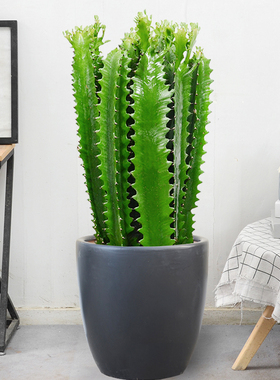 金叶子龙骨仙人掌科盆栽防辐射花卉植物沙漠植物耐晒耐干阳台庭院