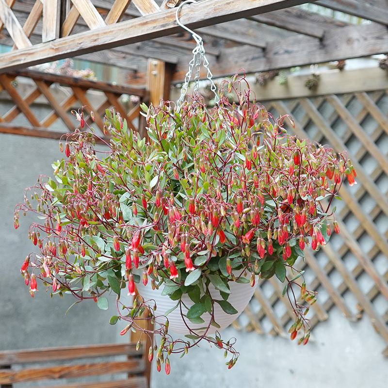 长寿花吊兰垂吊植物带花苞