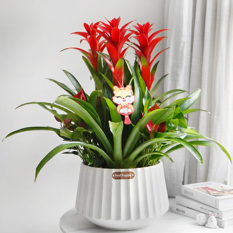 凤梨鸿运当头年宵礼品花卉观赏易养带花植物办公室内客厅绿植盆栽