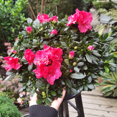 映山红粉色花卉四季阳台盆栽植物
