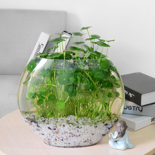 室内盆景植物推荐价格 室内盆景植物推荐图片 星期三