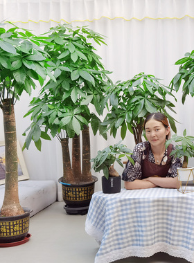金叶子三株步步高发财树三杆招财树大型室内绿植乔迁开业送礼盆栽