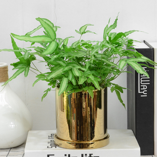 阿波银线蕨绿植室内桌面办公植物净化空气喜湿润小盆栽植物花卉