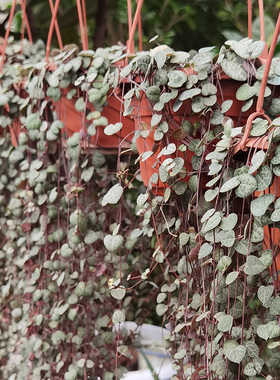 爱之蔓绿植盆栽绿色植物净化空气花卉可吊可放室内阳台绿化盆景