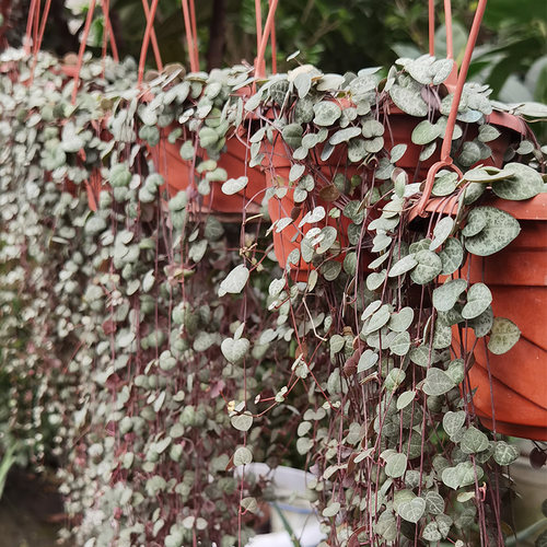 爱之蔓室内阳台绿色植物净化空气