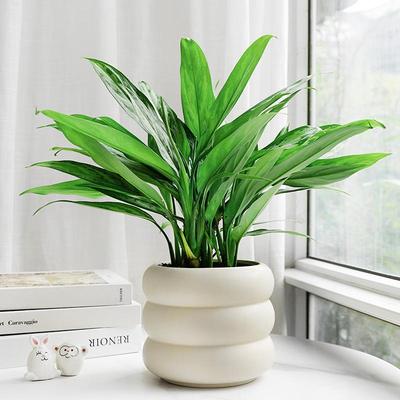 银皇后常绿植物四季好养