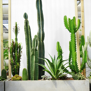 金叶子仙人掌大型真沙漠植物组合量天尺仙人球柱耐晒干旱花箱造景