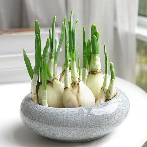 水仙花室内桌面好养易活花卉