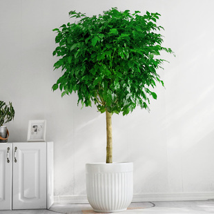 金叶子单棒绿宝客厅大型盆栽办公室内四季常绿植物净化空气幸福树