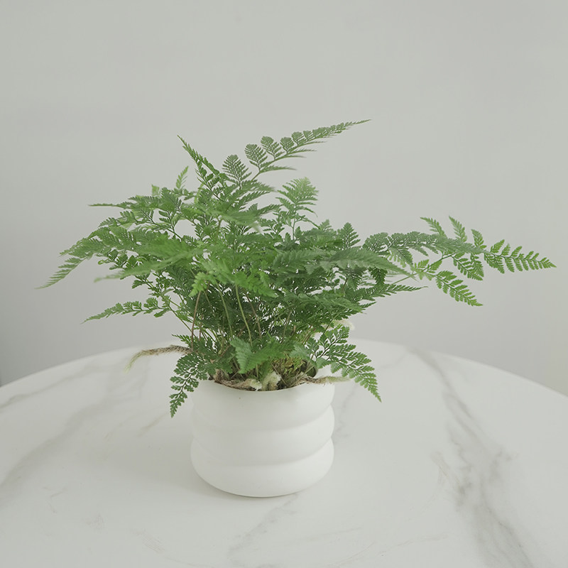 办公室内桌面窗台狼尾蕨净化空气