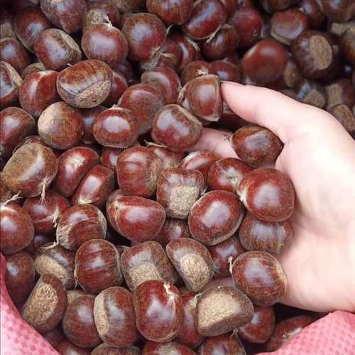 唐山迁西现摘生板栗好吃带壳北京
