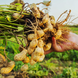 【大苗山】广西柳州杆洞妹压榨花生油
