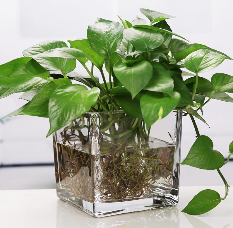 长方形玻璃花瓶大号水仙价格 长方形玻璃花瓶大号水仙图片 星期三