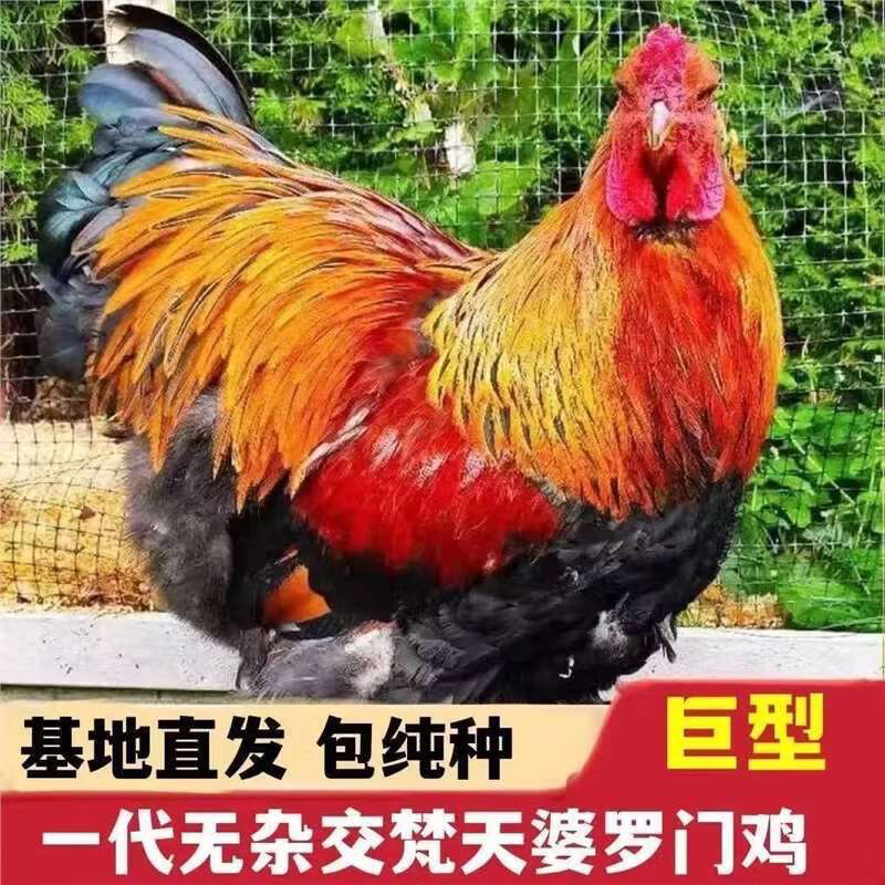 正宗婆罗门鸡苗鸡纯种巨型梵天鸡活苗脱温鸡批发幼苗一月龄观赏鸡