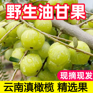 现摘现发云南新鲜滇橄榄野生油甘果余甘子当季时令孕妇水果酸柑果