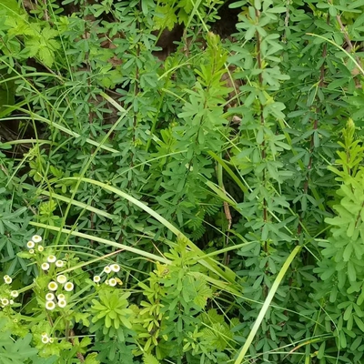 截叶铁扫帚夜关门千里光半天雷绢毛胡枝子小叶胡枝子 鱼串草明目