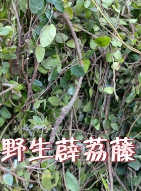 野生薜荔藤 凉粉藤 白凉粉 果藤中草药木莲藤 牛奶子 木馒头 木莲