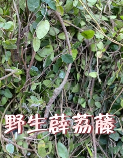 野生薜荔藤 凉粉藤 白凉粉 果藤中草药木莲藤 牛奶子 木馒头 木莲