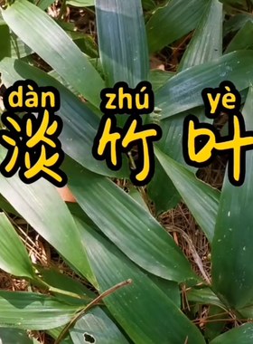 淡竹叶 中药材山鸡米 山鸡谷根竹叶麦冬碎骨子竹叶卷心金鸡米