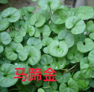 马蹄金中药材马蹄金荷包草黄胆草小金钱草螺丕草小马蹄草包邮干货