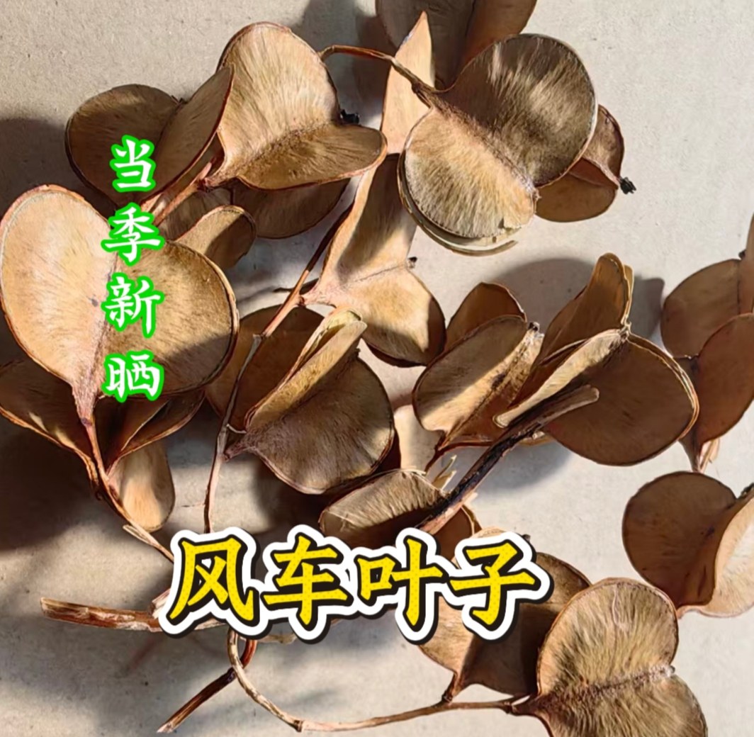 野生风车叶 车儿风吹叶子耳响有