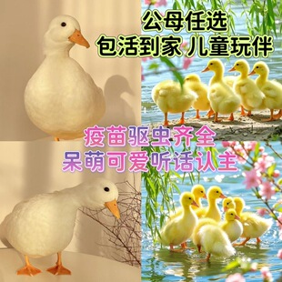 鸭苗幼苗小黄鸭苗活体网红鸭可达鸭活物柯基鸭观赏鸭科尔鸭仔包邮
