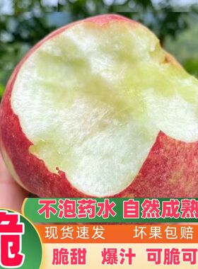 四川新鲜胭脂水蜜桃子脆甜硬应季现摘水果水蜜桃毛桃子5斤包邮
