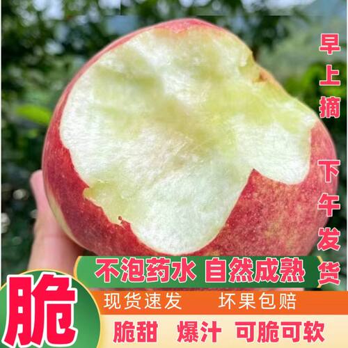 四川新鲜胭脂水蜜桃子脆甜硬应季现摘水果水蜜桃毛桃子5斤包邮