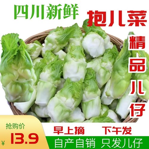 四川农家自种新鲜儿菜抱儿菜母子菜现摘现发只发嫩儿仔5斤包邮