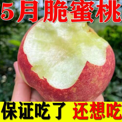 四川新鲜胭脂水蜜桃子脆甜硬应季现摘水果水蜜桃毛桃子5斤包邮