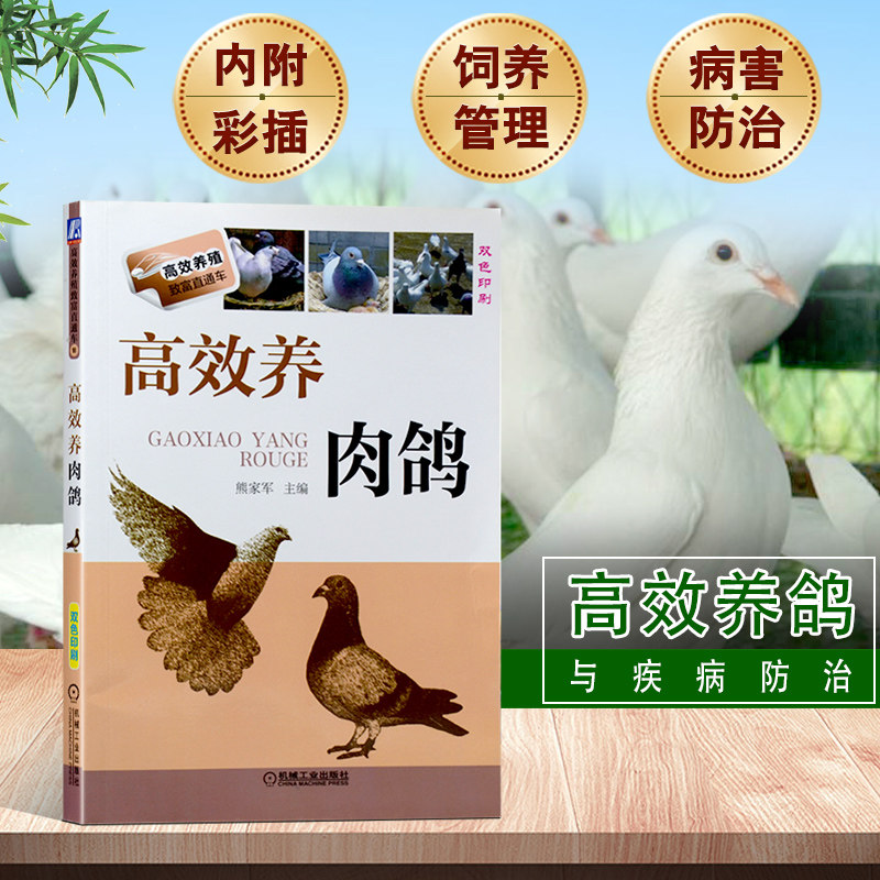 高效养肉鸽养鸽子书籍鸽子养殖技术书大全与疾病防治技术书养鸽子书籍鸽场经营管理书籍饲料配制饲养管理常见病诊治书
